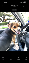 Lost Female Dog last seen Monument Ct, Fort Worth, TX 76244