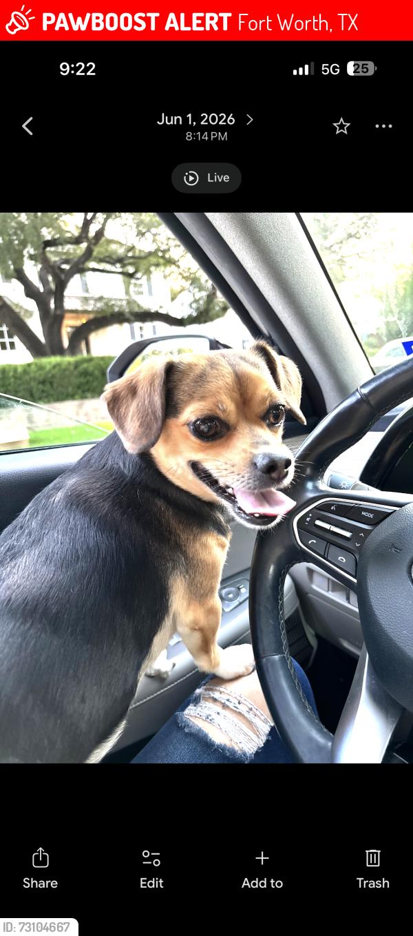 Lost Female Dog last seen Monument Ct, Fort Worth, TX 76244