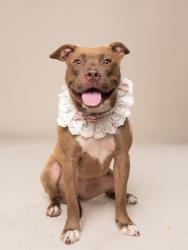 Shelter Stray Female Dog last seen Near HOLLYWOOD RD NW, Atlanta, GA, 1251 Fulton Industrial Blvd NW, Atlanta, GA 30336, USA