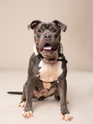 Shelter Stray Female Dog last seen Near Tonawanda Dr. SE, Atlanta, GA, 1251 Fulton Industrial Blvd NW, Atlanta, GA 30336, USA