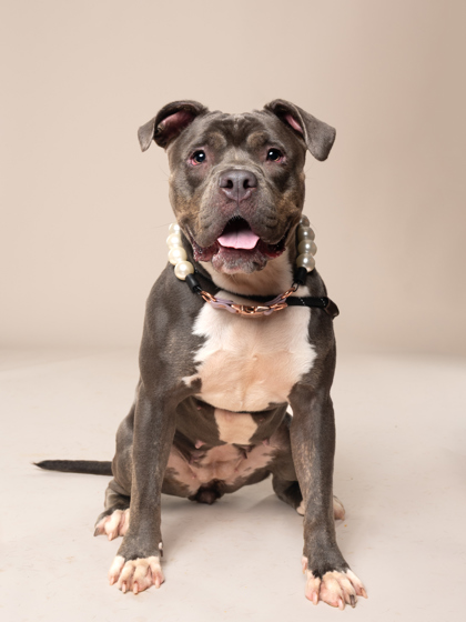 Shelter Stray Female Dog last seen Near Tonawanda Dr. SE, Atlanta, GA, 1251 Fulton Industrial Blvd NW, Atlanta, GA 30336, USA