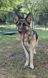 Shelter Stray Female Dog last seen Near Pleasantdale Crossing, 30340, GA, 3280 Chamblee Dunwoody Rd, Chamblee, GA 30341, USA