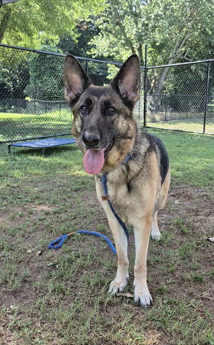 Shelter Stray Female Dog last seen Near Pleasantdale Crossing, 30340, GA, 3280 Chamblee Dunwoody Rd, Chamblee, GA 30341, USA