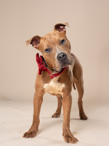 Shelter Stray Male Dog last seen Near browns mill rd, Atlanta, GA, 1251 Fulton Industrial Blvd NW, Atlanta, GA 30336, USA