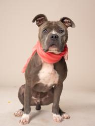 Shelter Stray Male Dog last seen Near jonesboro rd, South Fulton, GA, 1251 Fulton Industrial Blvd NW, Atlanta, GA 30336, USA