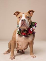 Shelter Stray Female Dog last seen Near Handley avenue sw, Atlanta, GA, 1251 Fulton Industrial Blvd NW, Atlanta, GA 30336, USA