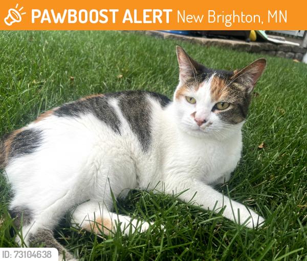 Found/Stray Female Cat last seen Found in the neighborhood around driftwood park (2705 5th St NW, New Brighton, MN 55112, USA), on the opposite side of 5th street., New Brighton, MN 55112