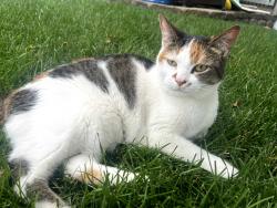 Found/Stray Female Cat last seen Found in the neighborhood around driftwood park (2705 5th St NW, New Brighton, MN 55112, USA), on the opposite side of 5th street., New Brighton, MN 55112