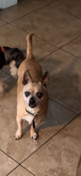 Reunited Male Dog last seen Ann rd and losee, North Las Vegas, NV 89081