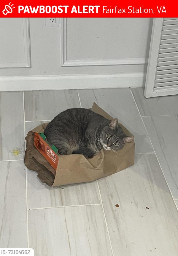 Lost Female Cat last seen South Run, Fairfax Station , Fairfax Station, VA 22039