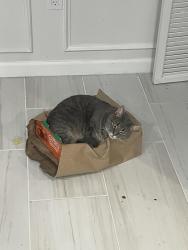 Lost Female Cat last seen South Run, Fairfax Station , Fairfax Station, VA 22039