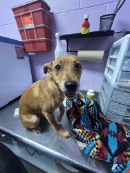Shelter Stray Male Dog last seen Near Montana Ave, CITY of El Paso, TX, 5001 Fred Wilson Ave, El Paso, TX 79906, USA