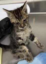 Shelter Stray Male Cat last seen Near Hegenberger Road, Oakland, CA, 1101 29th Ave, Oakland, CA 94601, USA