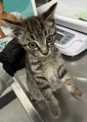 Shelter Stray Female Cat last seen Near summit ave, Oakland, CA, 1101 29th Ave, Oakland, CA 94601, USA