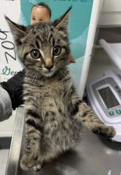 Shelter Stray Male Cat last seen Near summit ave, Oakland, CA, 1101 29th Ave, Oakland, CA 94601, USA