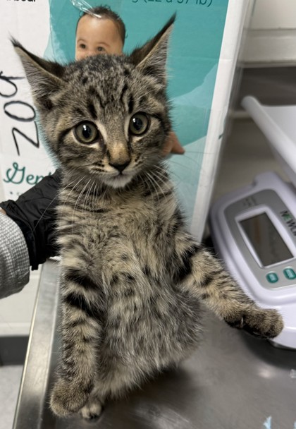 Shelter Stray Male Cat last seen Near summit ave, Oakland, CA, 1101 29th Ave, Oakland, CA 94601, USA