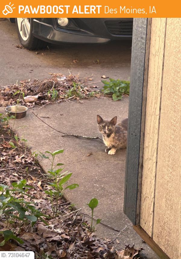 Found/Stray Unknown Cat last seen South side girls softball field, Des Moines, IA 50315