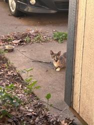Found/Stray Unknown Cat last seen South side girls softball field, Des Moines, IA 50315