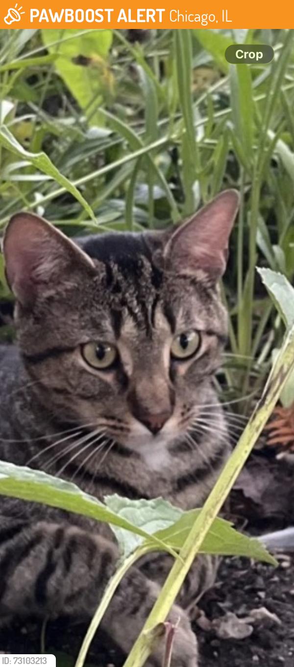 Found/Stray Unknown Cat last seen Wrightwood and Normandy, Chicago, IL 60707
