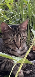 Found/Stray Unknown Cat last seen Wrightwood and Normandy, Chicago, IL 60707