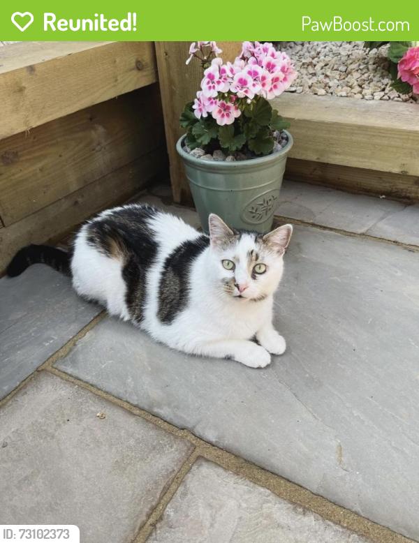 Reunited Male Cat last seen Springfield drive, ST7, Kidsgrove, England ST7 1BL