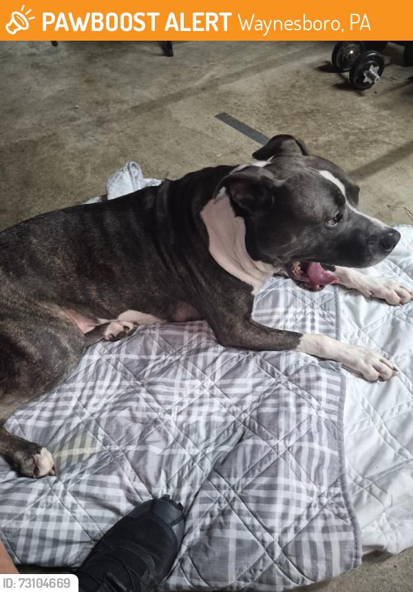 Found/Stray Male Dog last seen Mentzer Gap road, Waynesboro, PA 17268