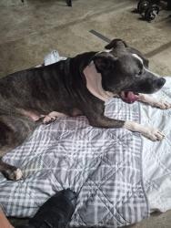 Found/Stray Male Dog last seen Mentzer Gap road, Waynesboro, PA 17268