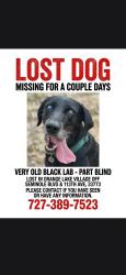 Lost Female Dog last seen Seminole blvd and 113th ave n, Largo, FL 33773