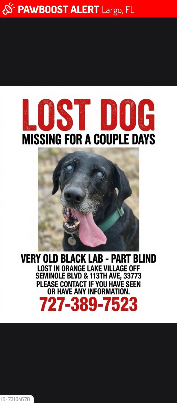 Lost Female Dog last seen Seminole blvd and 113th ave n, Largo, FL 33773
