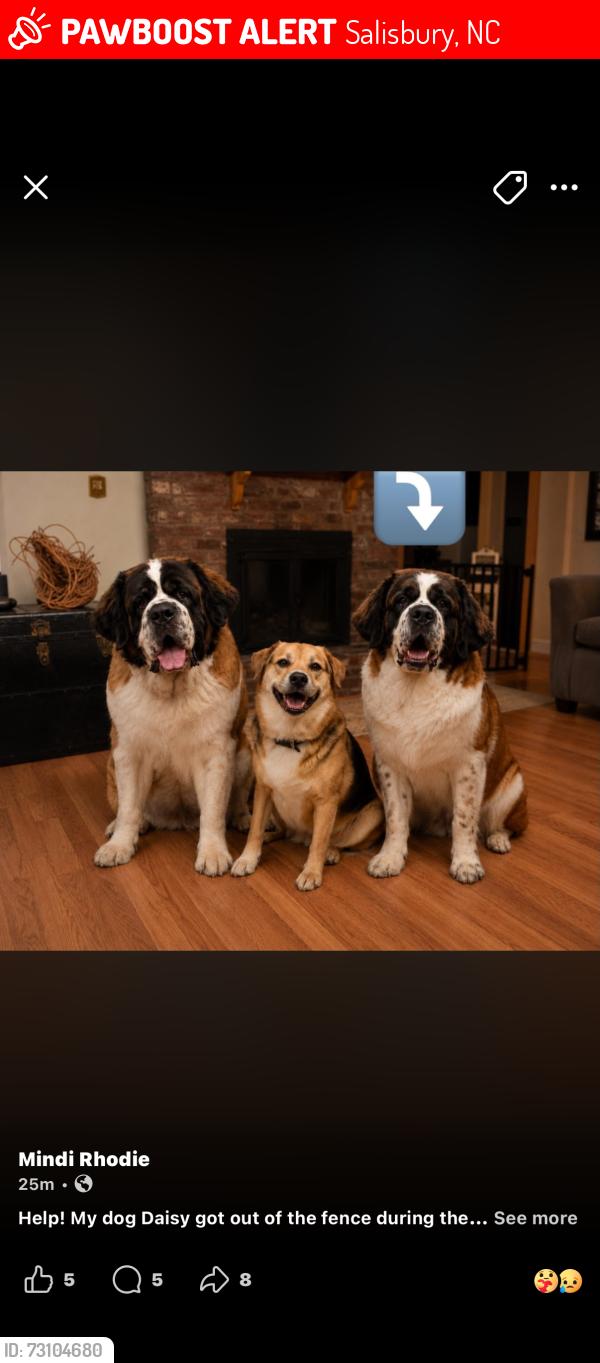 Lost Female Dog last seen On E. Colonial Dr. or Statesville Boulevard, Salisbury, NC 28144