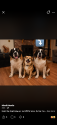 Lost Female Dog last seen On E. Colonial Dr. or Statesville Boulevard, Salisbury, NC 28144