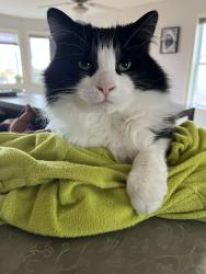 Reunited Male Cat last seen Keltic Dr & Cambridge Dr, Lawrencetown, NS B2Z 1M7