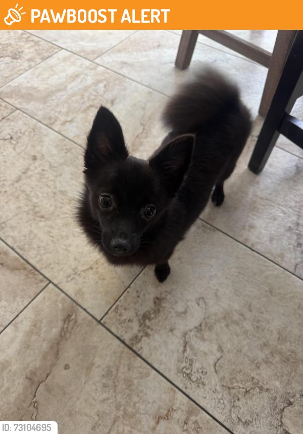 Found/Stray Female Dog last seen Central Park Huntington Beach ca, Huntington Beach, CA 92647
