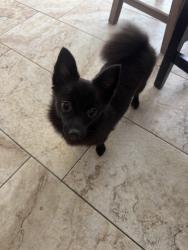 Found/Stray Female Dog last seen Central Park Huntington Beach ca, Huntington Beach, CA 92647