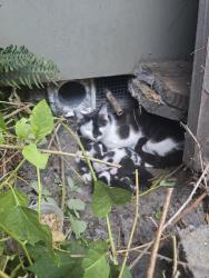 Found/Stray Female Cat last seen Randi lane ne and Indiana lane ne, Salem, OR 97305
