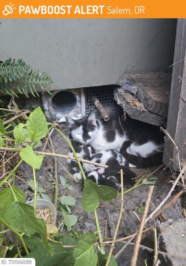 Found/Stray Female Cat last seen Randi lane ne and Indiana lane ne, Salem, OR 97305
