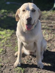 Reunited Female Dog last seen S Caddo St, Cleburne, TX 76031