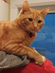 Lost Male Cat last seen Hawkville close nw calgary, Calgary, AB 