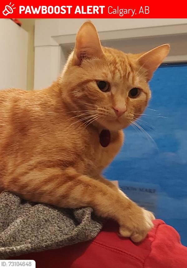 Lost Male Cat last seen Hawkville close nw calgary, Calgary, AB 