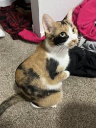 Lost Female Cat last seen Island grove park, Greeley, CO 80631
