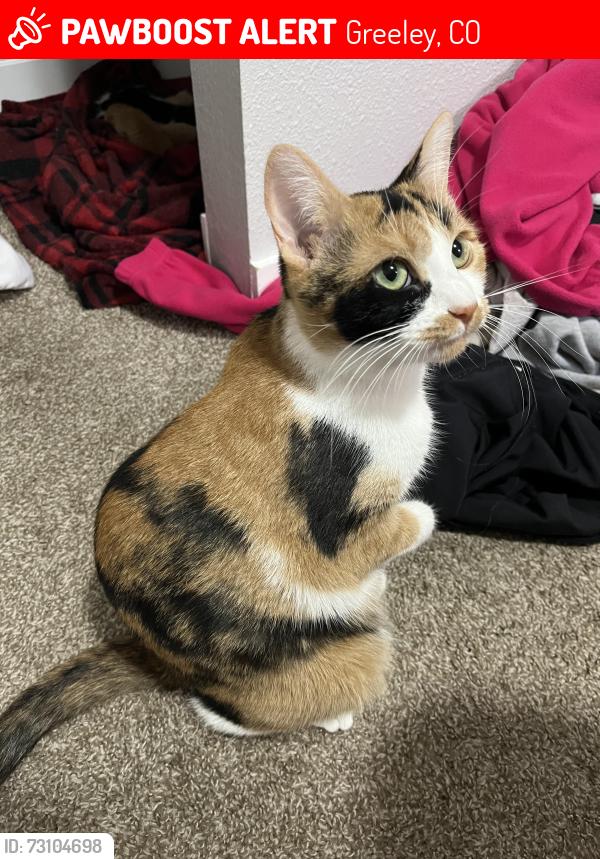 Lost Female Cat last seen Island grove park, Greeley, CO 80631