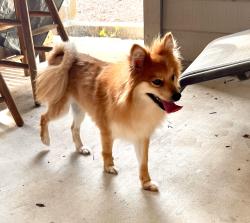 Found/Stray Female Dog last seen Potranco Run ~ Roamer Park & Bayakoa St., San Antonio, TX 78245