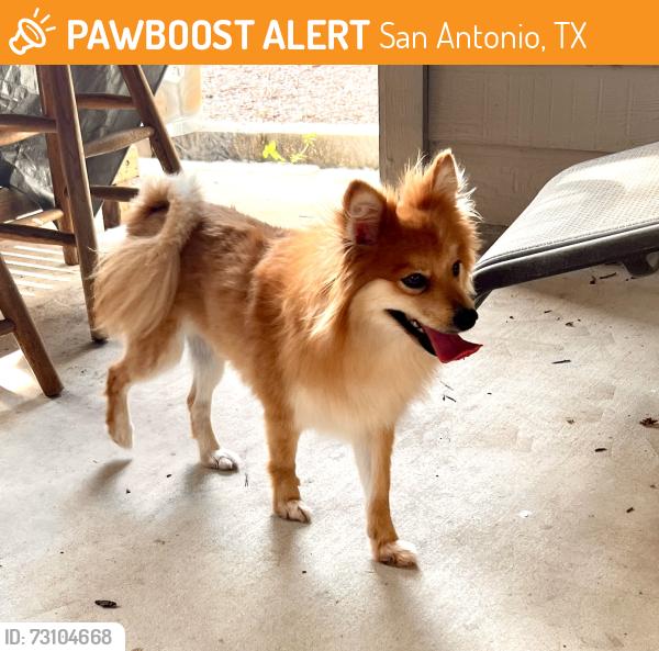 Found/Stray Female Dog last seen Potranco Run ~ Roamer Park & Bayakoa St., San Antonio, TX 78245