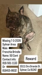 Reunited Male Dog last seen Oro grande, Los Angeles, CA 91342