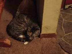 Reunited Female Cat last seen ??, Theodore, AL 36582