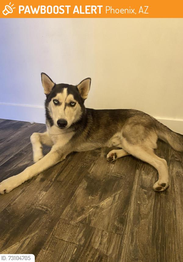 Found/Stray Male Dog last seen Cactus and 36th street, Phoenix, AZ 85032