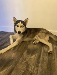 Found/Stray Male Dog last seen Cactus and 36th street, Phoenix, AZ 85032