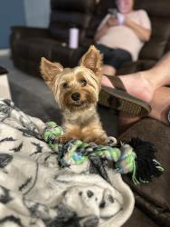Lost Male Dog last seen Mulberry Walmart, Mulberry, FL 33860