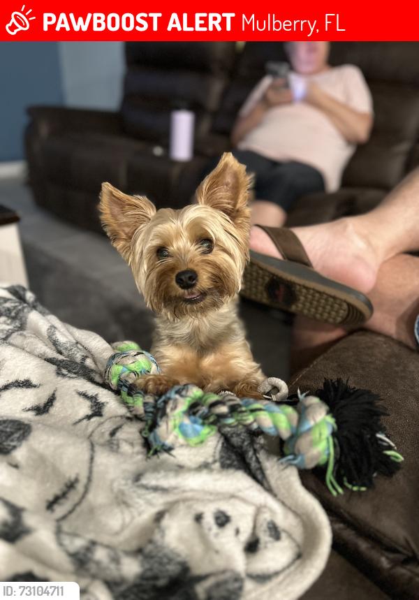Lost Male Dog last seen Mulberry Walmart, Mulberry, FL 33860