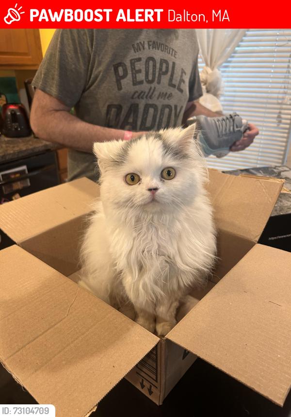 Lost Male Cat last seen Pinegrove park, Dalton, MA 01226